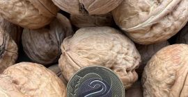 Venta de nueces. Cosecha 2022. Precio: PLN 5/1 kg.