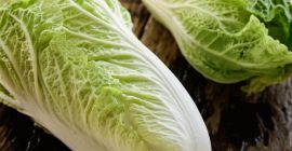 Venta de col china directamente del agricultor (certificado en