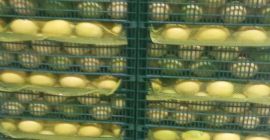 Vendemos Limones Enterdonato, calibre 54-72. Precio FOB Mersin Turquía