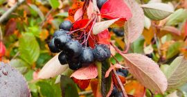 Vendemos frutos de aronia con urgencia, somos dueños de