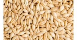Ofrecemos cebada forrajera que tiene un valor nutricional muy