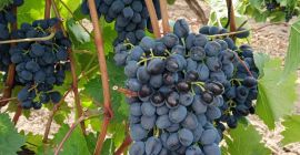 Vendemos uvas ¨Moldavia¨ de calidad. Los más dulces, negros,