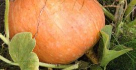 Venderé calabazas de bambú en la cantidad de aproximadamente