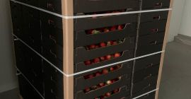 Venderé una fresa de invernadero polaca, variedad Malling Centenary.