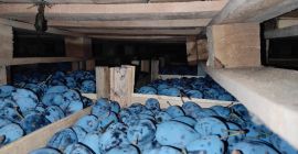 Vendo Stanley Plum, Strong, Sweet en grandes cantidades, detalles