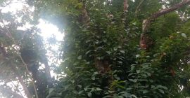 Castaña ecológica Denominación de Origen Galicia