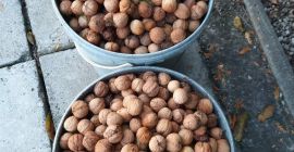 Nueces frescas, ecológicas sin fumigación, de nuestro propio huerto,