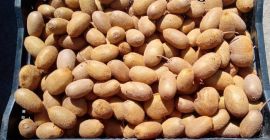 Kiwi fresco disponible en Uttarakhand Nainital Llamar al 8299433581