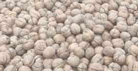 1000 kg de nuez lavada y seca para vender