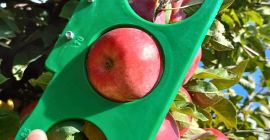 Venderé una manzana Topacio, clara sin granizo, desde +6,5.