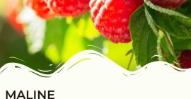 Estimado, somos un productor de raspberrys y penachos en
