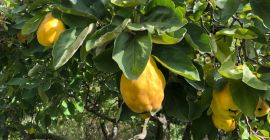 Delicioso membrillo sin pulverizar (membrillo manzana o pera)