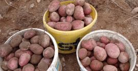 Patatas rojas variedad Bielorrusia, Laura Patatas blancas variedad Bielorrusia