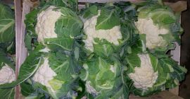 Tengo coliflor a la venta envasada en 6 piezas