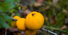 Vendo membrillo japonés, una Vendo membrillo japonés, una finca integrada en Letonia. Membrillo