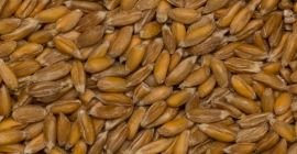 Venderé espelta orgánica con cáscara 25 toneladas Lituania contacto