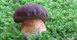 Hola, ofrezco boletus setas del bosque, champiñones, rebozuelos