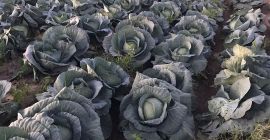 Col de Bucarest al por mayor