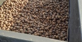 Venderé nueces este año, el precio es 5 PLN,