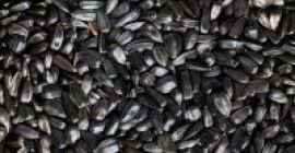 Compramos girasol alto oleico localmente. El precio de un