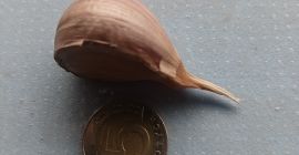 Hola, vendo ajo seco de invierno variedad Arkus. Diámetro