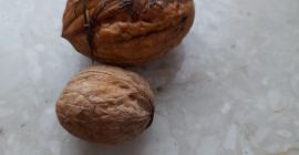 Venderé la nuez orgánica de este año. tengo 2