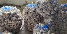 Vendo ajo búlgaro de invierno de la variedad antigua.