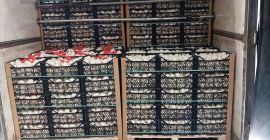 Ajo premium, procedente de agricultura ecológica en Turquía, seleccionado,