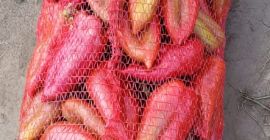 Venta de pimientos Kapia y Gogosari Para más detalles