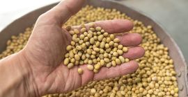 Venderé soja en bolsas grandes. País de origen Ucrania