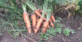 zanahorias comestibles papas recién arrancadas vineta 4 toneladas