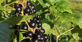 A la venta Grosella negra congelada con certificado ecológico.