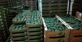 Precio FOB Callao. Aguacate/Palta HASS , a razón de