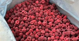 Frambuesas congeladas producidas orgánicamente y agitadas, producidas en Berkovitsa,