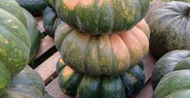 Venderé calabazas sin fertilizantes y fumigación. Hokkaido comestible, bambino,