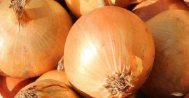 Estamos comprando grandes cantidades de cebolla amarilla fresca para