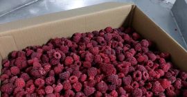 Venderé frambuesas del oeste de Ucrania. 20.100 kg están