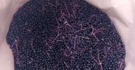 Venderé negro sin. Saúco, congelado. Bayas silvestres cosechadas a