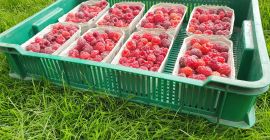 Recomiendo frambuesas frescas directamente de la plantación para jugos,