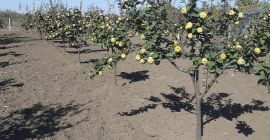 Vendo membrillos de mi propia huerta