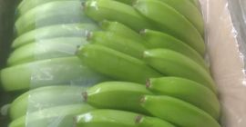 Bananas cavendish extra premium Ecuador producción propia 3.600 cajas