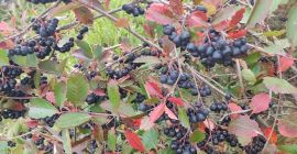 Venderé chokeberry fresco, fruta bonita y gruesa, no arrugada.