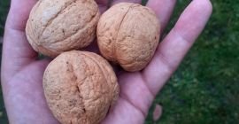 NUECES DE ESTE AÑO GRANDES MEDIANAS