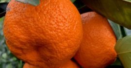 Todos los calibres, Fresco con todos los certificados de