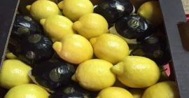 La empresa exporta limones y cítricos de Turquía. Proporcionamos
