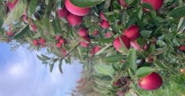 Braeburn recién cosechado para la venta. Calibración de la