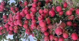 Elstar top Quality más información por dm