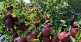 Todas las calibraciones posibles más adelante por dm