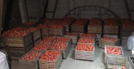 Venderé una calabaza de Hokkaido, muy bien coloreada. Certificado