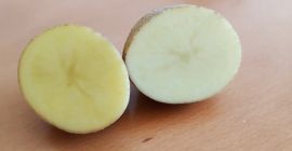 Patatas brisa comestibles. Precio 1,30 PLN por kg a